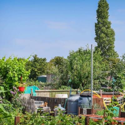 Wixallotments007 1080x675